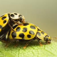 Mating 22 Spot Ladybirds 